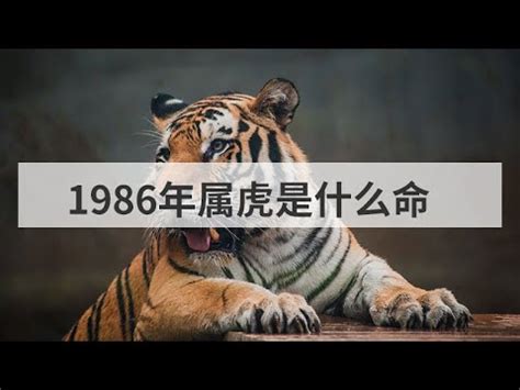 1986屬虎五行|【1986年是什麼命】1986年生是什麼命？屬虎者命運大揭秘！